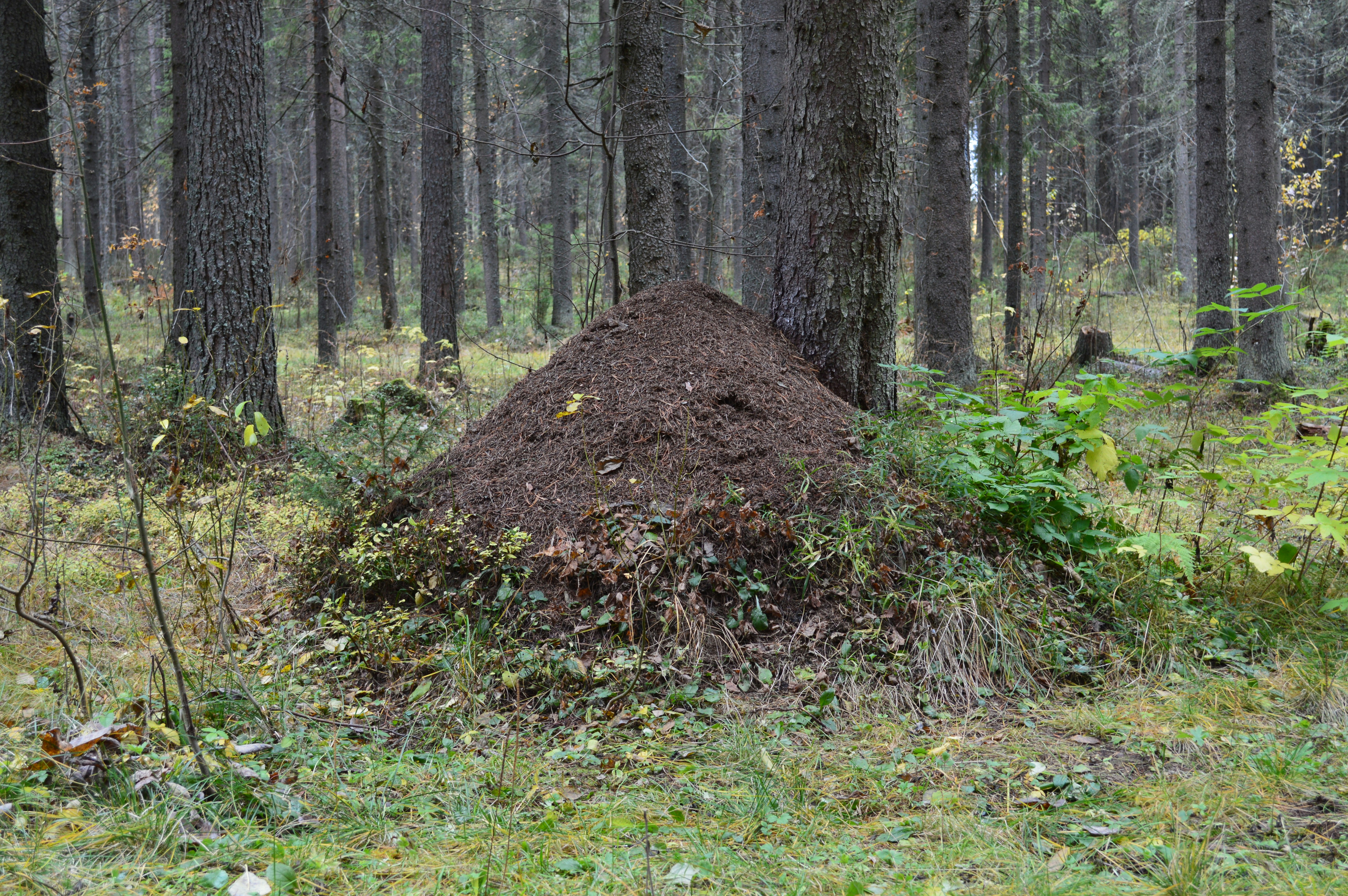 Anthill Symbol
