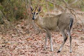 Duiker Totem